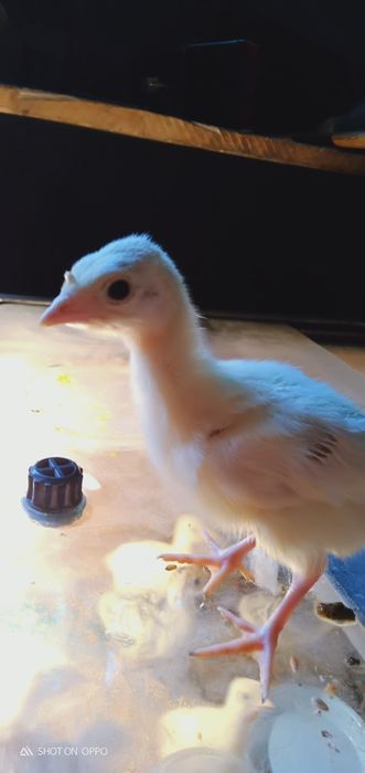 Индюшаты 7недель, домашнее