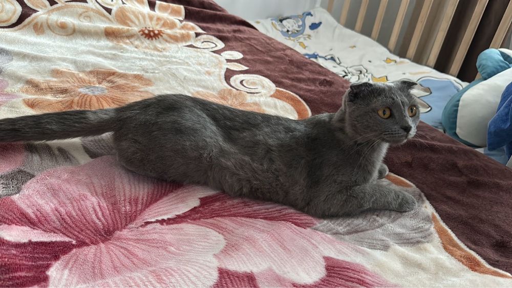Отдаем кошку в добрые руки