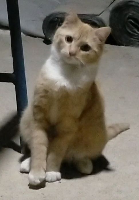 Котик ищет свою семью!