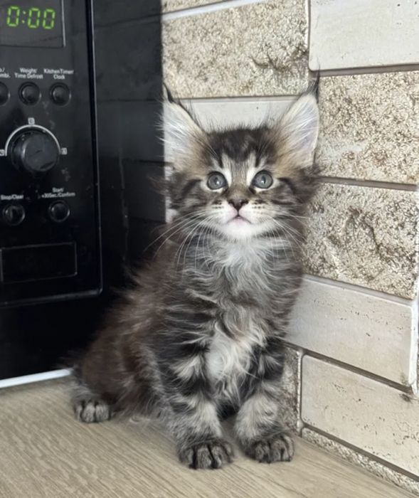 Мейн кун девочка