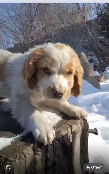 Американский коккер спаниэль