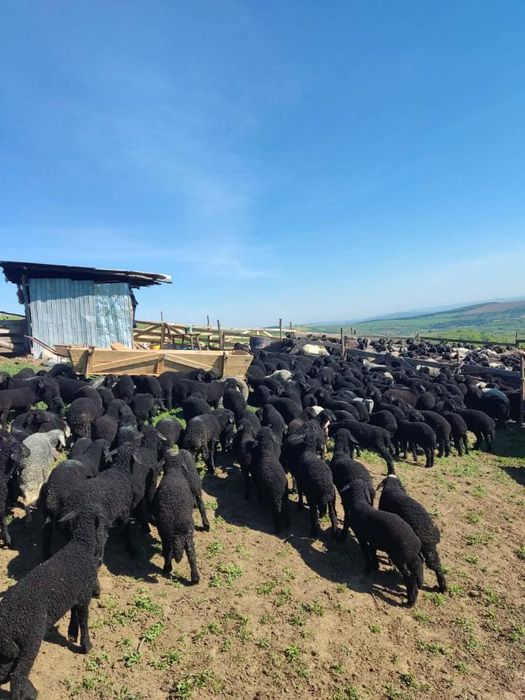 Miei Rasa Karakul