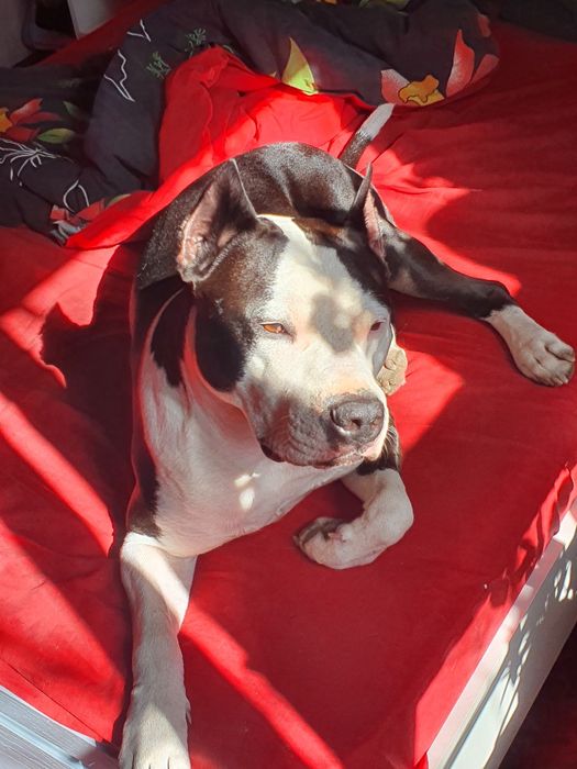 Кабель для случки