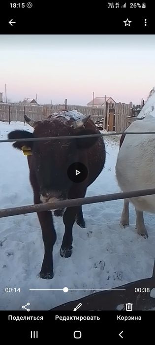 Продам двух коров