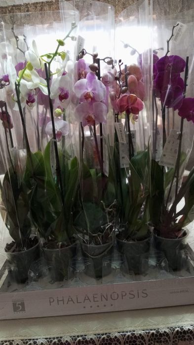 Оозидея домашний цветок