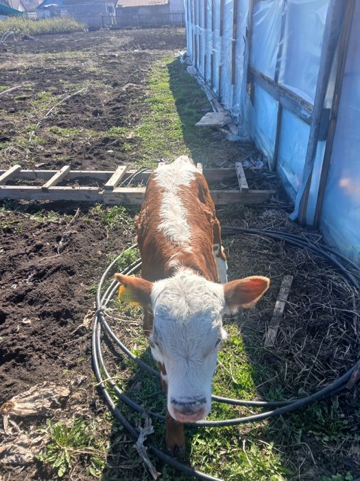 Телёнка 2 месяцев бұзау