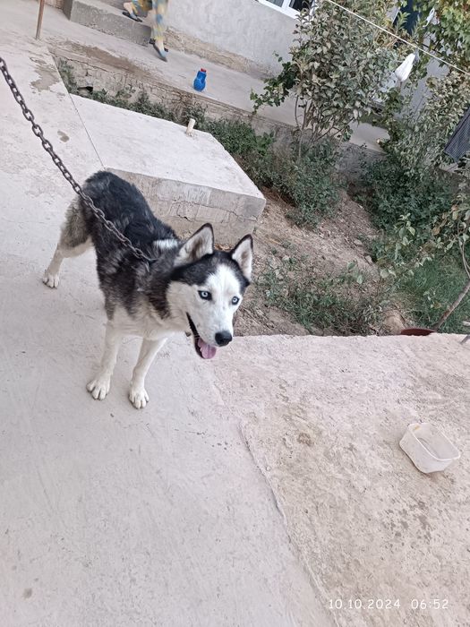 Зотдор кучук Хаски