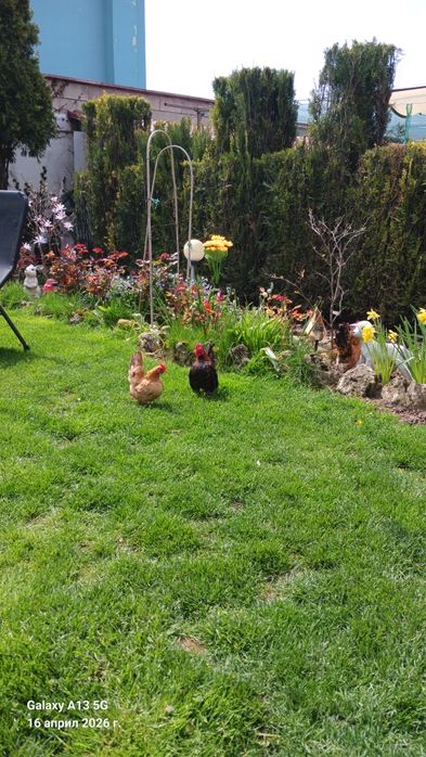 Двойка Серами , много кротки