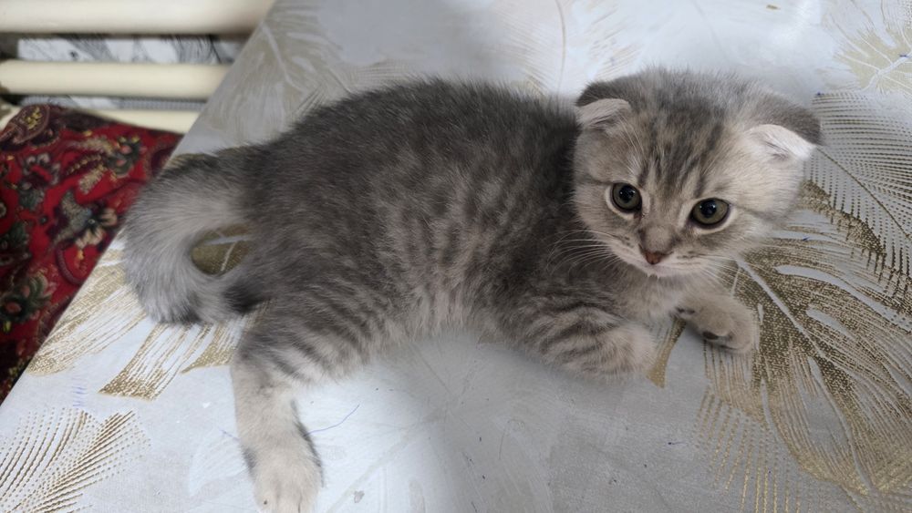 Mushuk bolasi 2.5 oylik