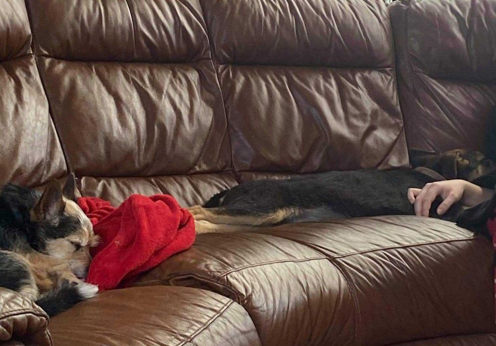 Petsitting & dresaj caini - experienta cu caini dificili/ anxiosi