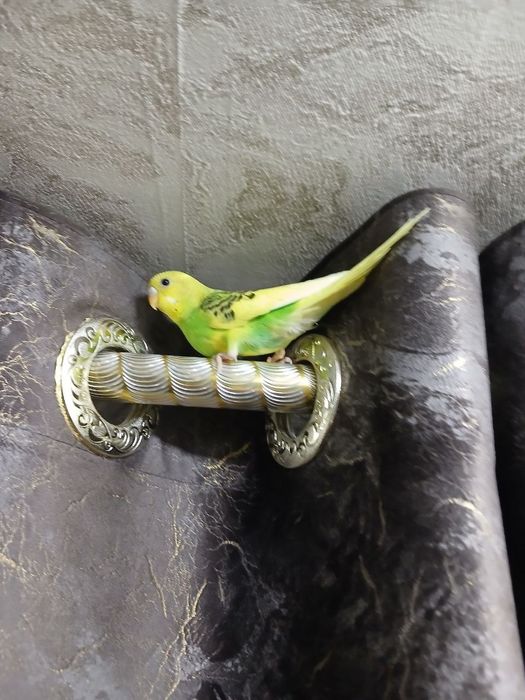 Волнистые попугаи