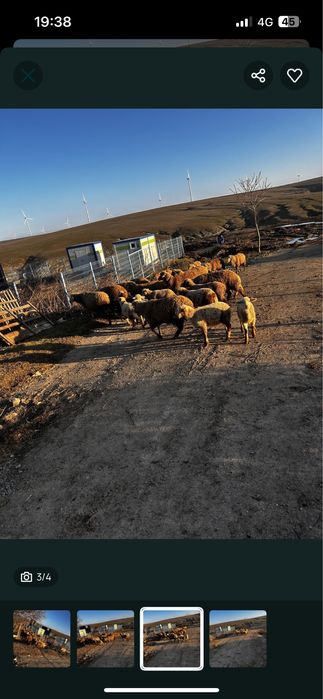 Vand mai multe detali la telefon