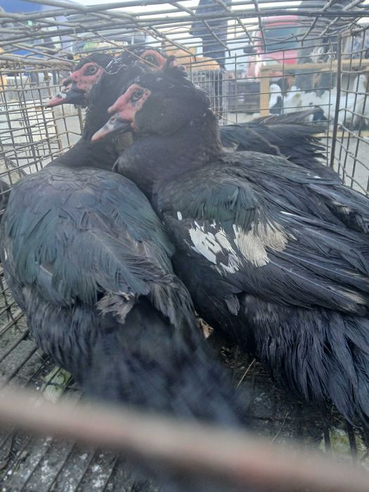 Rate lesesti de vanzare