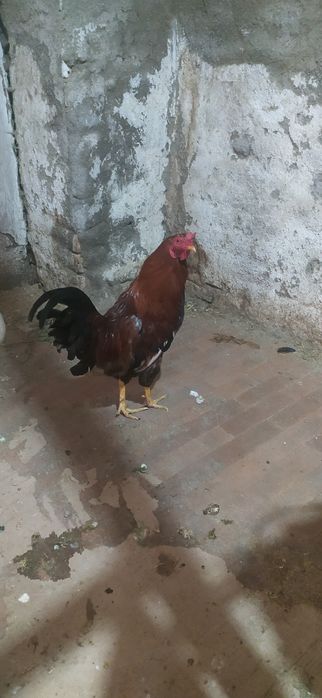 Qizil xoʻroz hdhdhd