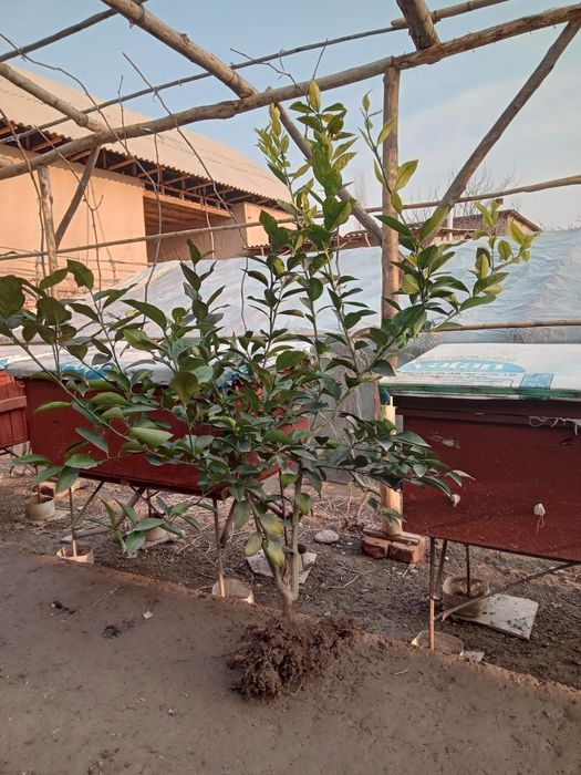 Limon Navi Miyer ko‘chatlari