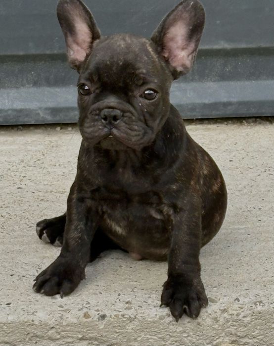 Femela Bulldog francez cu pedigree FCI
