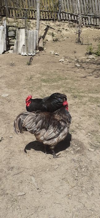 Vand cocosi australorp negru / albastru  si new hampshire