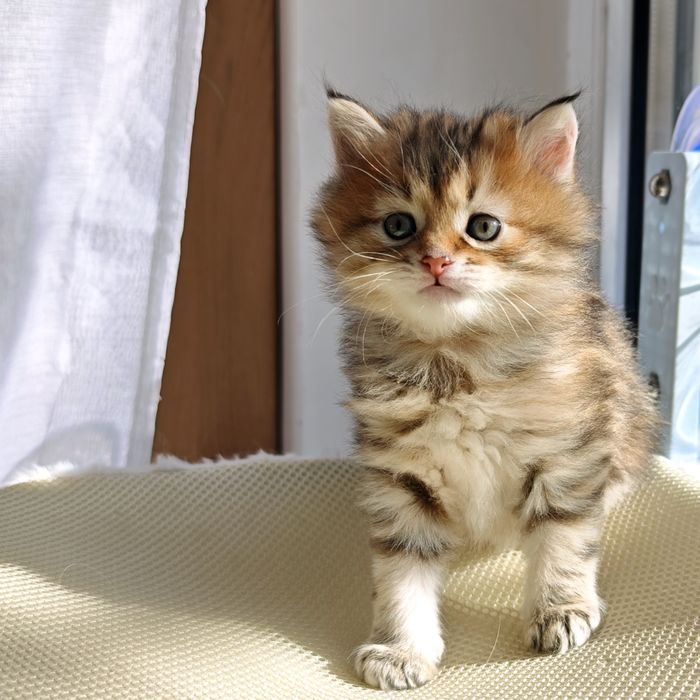 Кошечка курильский бобтейл