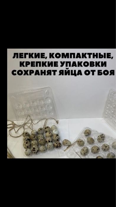 Лоток для перепелиных яиц