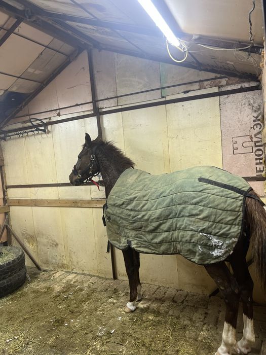 Продаже лошадь жеребчик