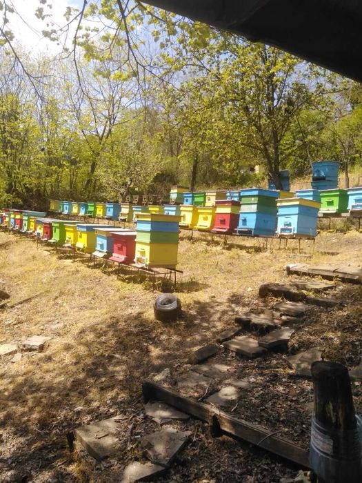 Пчелни кошери -Дадан блат+магазин