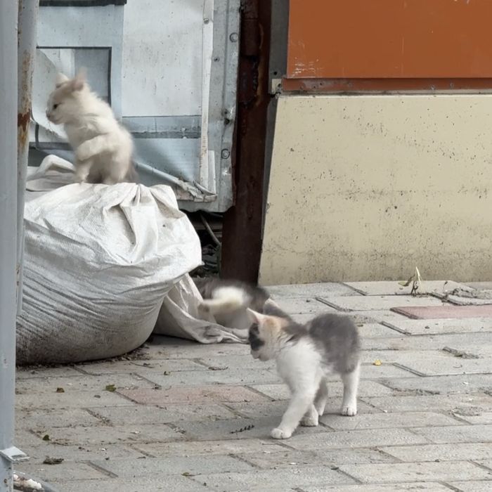 Бездомные котята и мама кошка
