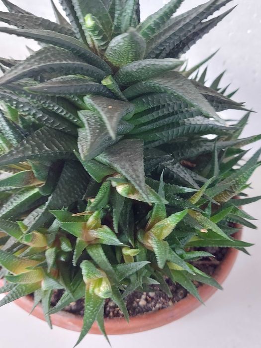 сансивьера Муншайн