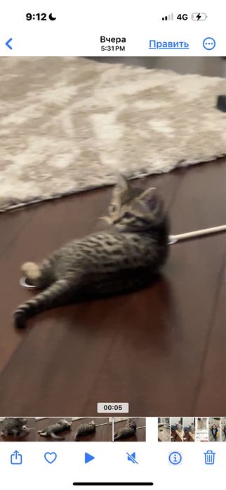 Отдам котенка девочку