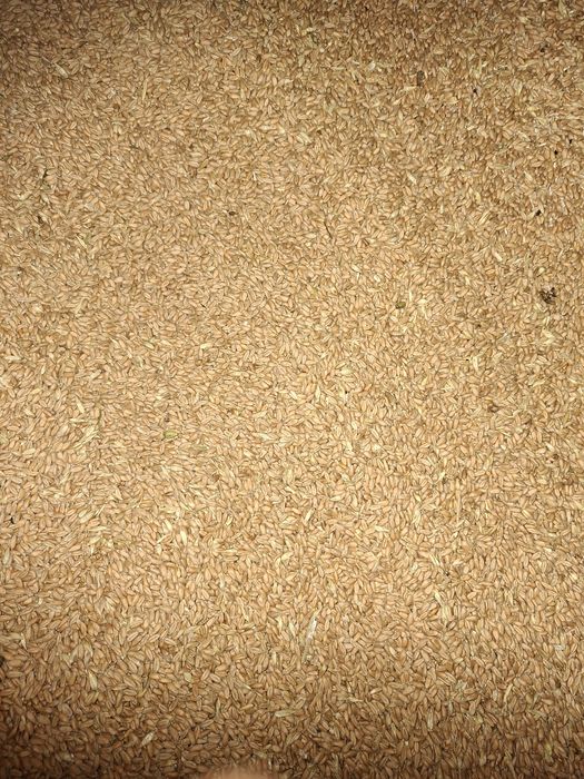 Porumb Grîu,Baloți lucerna de vînzare