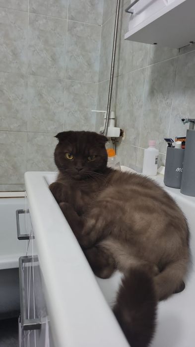 Отдам взрослого кота