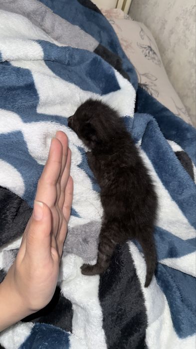 Котеночек в заботливые руки!