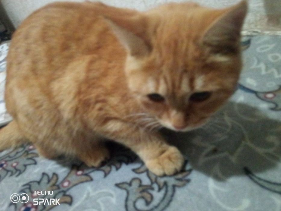 Mushuk sotiladi srochna