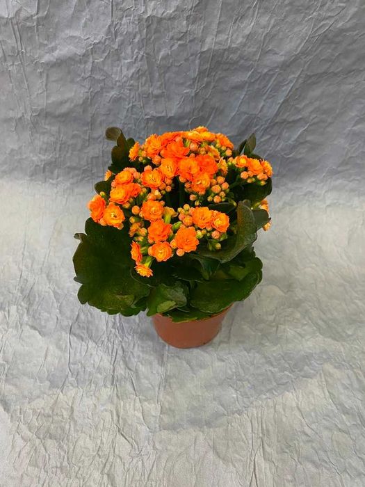 Цветущий каланхоэ, алое вера