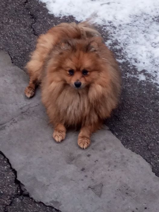 Шпиц померанский