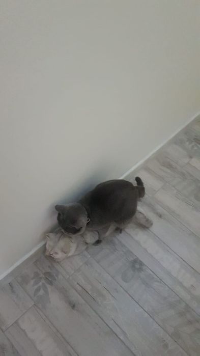 Вязка опытного кота!