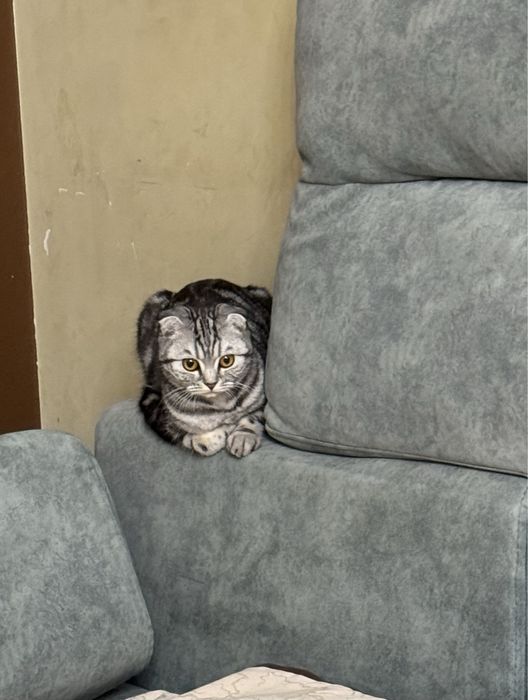 ИЩЕМ кота для вязки!!!