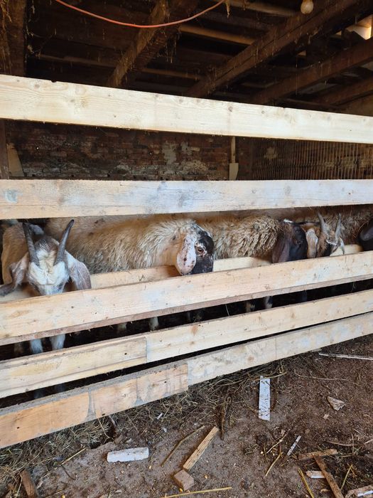 Vand 5 oi si patru iede