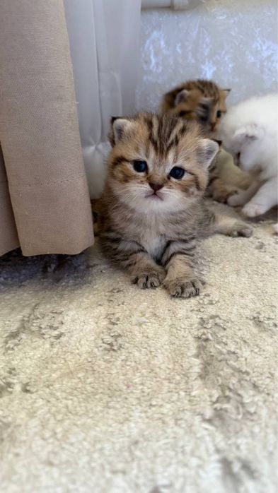 Продается котята чистокровные(Британский парода)