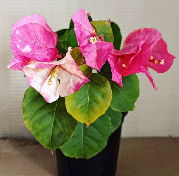 Продам бугенвиллеи