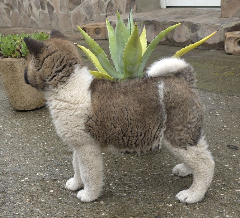 Mascul akita american