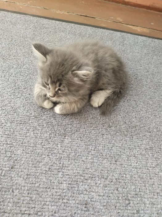 Отдам котят в хорошие руки