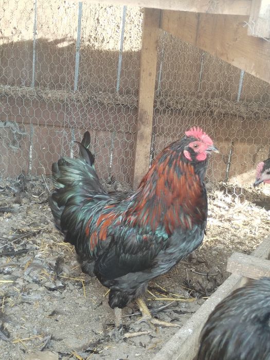 Cocosi și găini diferite rase