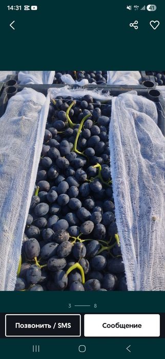 Продаётся виноград винные и столовое сорта