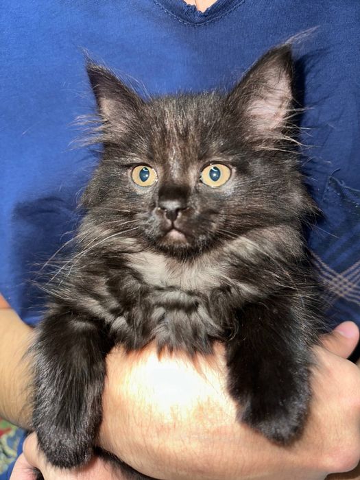 Отдам в добрые руки