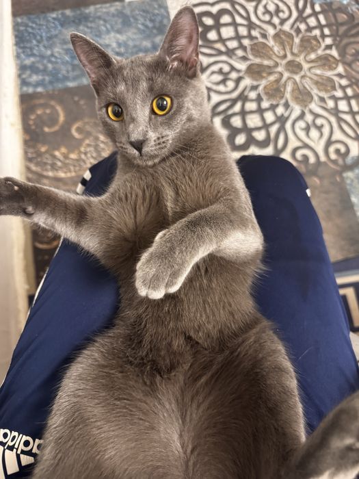 Отдам кошек в добрые руки