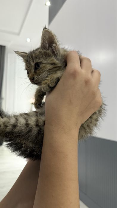 Ищем дом котенку