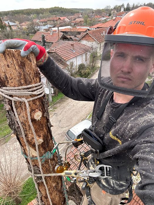 Професионално Рязане на Опасни Дървета!