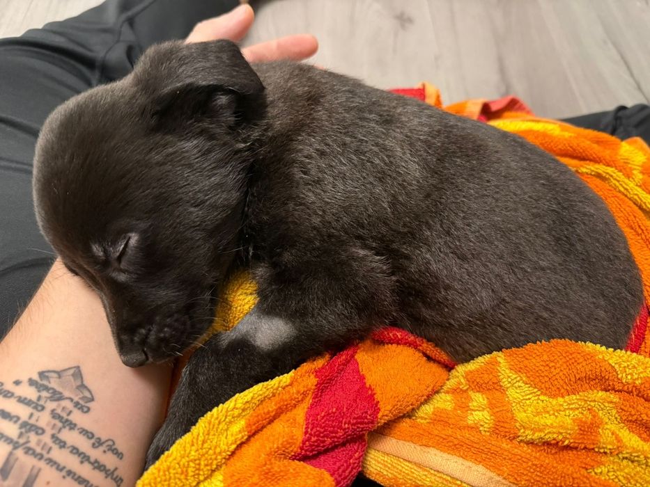 Donez pui labrador -'' Atlas'' isi cauta familie