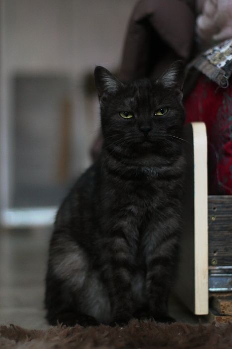 Скотиш страйд в добрые руки девочка