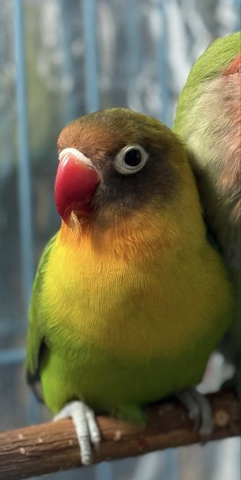 Продам попугая неразлучника